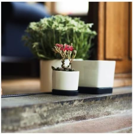 BODUM Medium Flower Pot, Square Shape, 5.8 by 5.8 by 5.4-Inch, White Stoneware