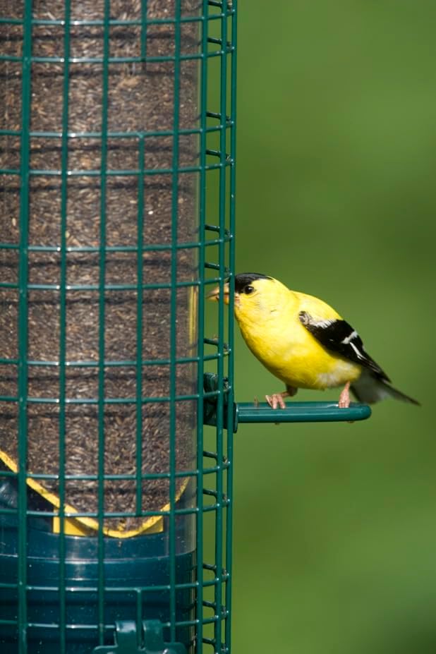 Squirrel Buster® Nyjer® – Squirrel-Proof Nyjer®/Thistle 2.4-pound Seed Capacity Feeder w/8 Feeding Ports & 4 Perches, Easy Fill & Clean, Durable Outdoor Feeder for Finches, Goldfinches & Small Birds