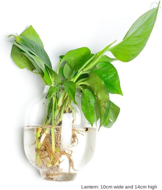 Wall Hanging Glass Plant Terrarium Container Perfect for Propagating Hydroponic Plants Home Office Garden Decor Wedding (Lantern (Width 10 and Height 14 cm))