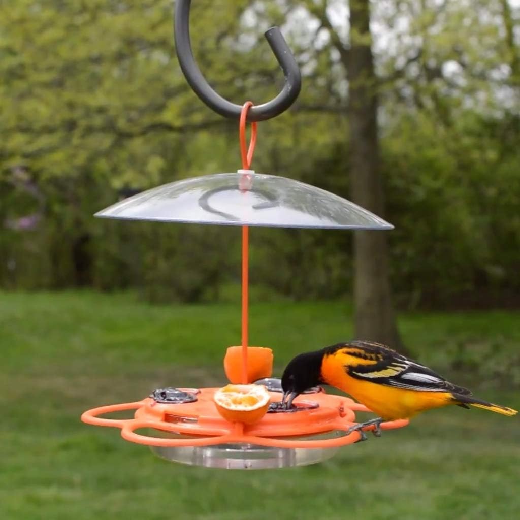 Nature's Way OFP1 All-in-One Oriole Buffet Bird Feeder, Orange