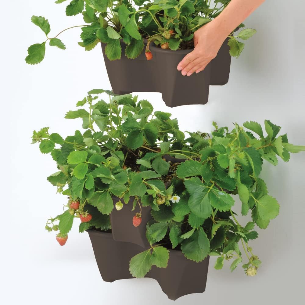 Richell Harberry Pot Type 52 N Dark Brown