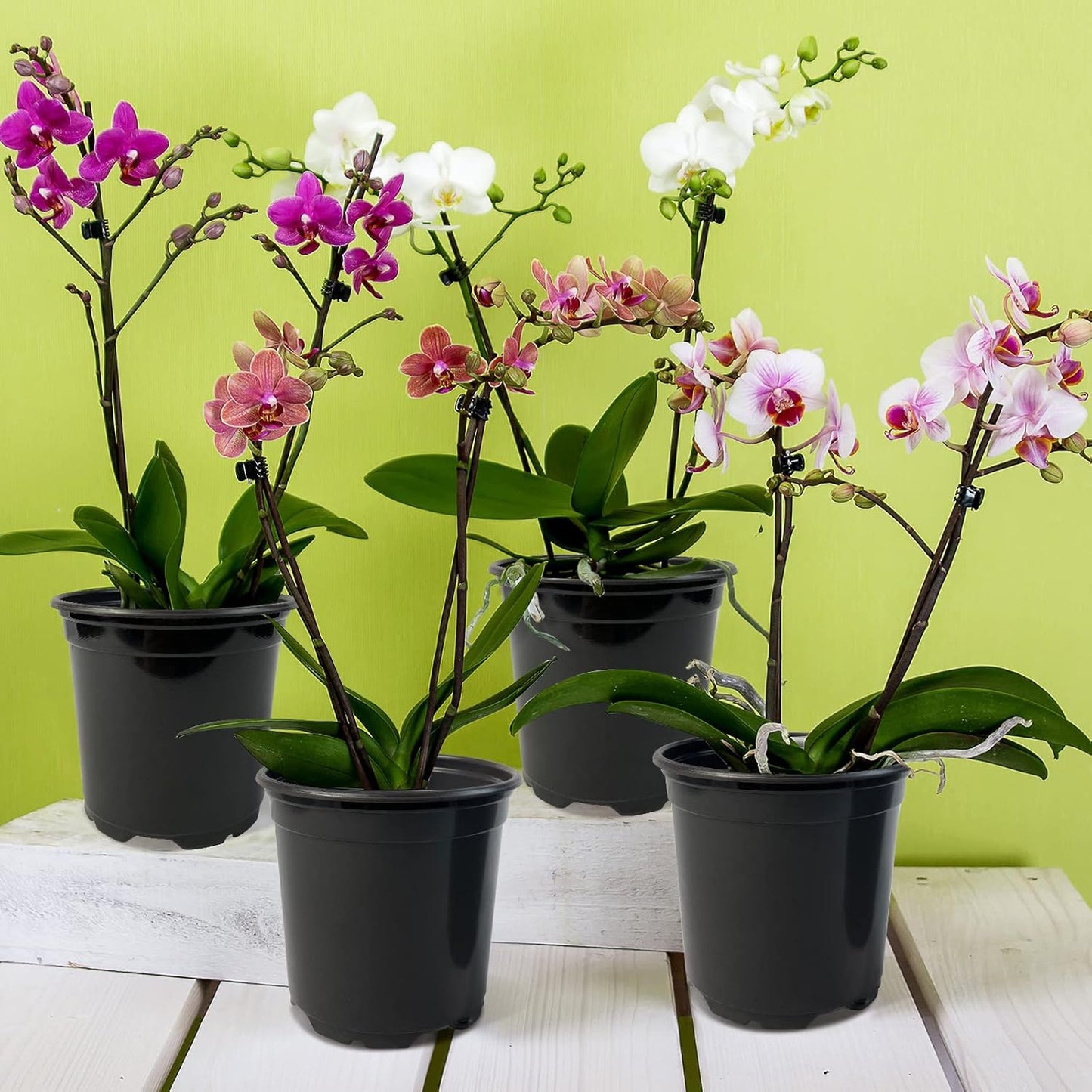 RAOOKIF 100 Pack Nursery Pots, 4 5 6 Inch Nursery Pot for Plants, Plas
