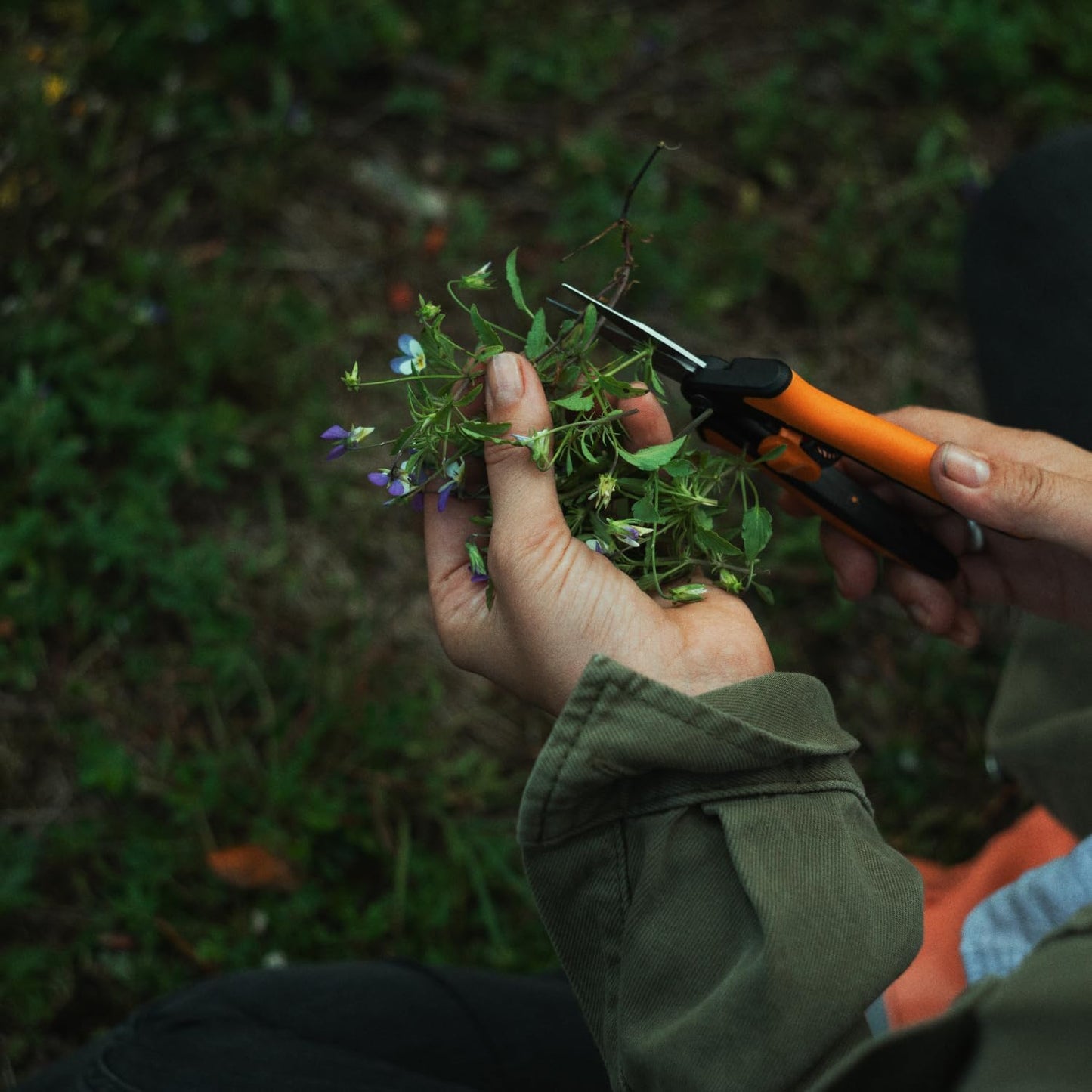 Fiskars 6" Pruning Scissors for Flower Stems, Herbs, Buds, and Small P