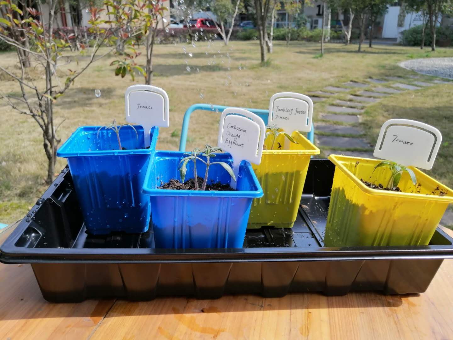 Gardzen 10 Pack Seed Trays, Reusable Plant Grow Trays, Ideal for Seed