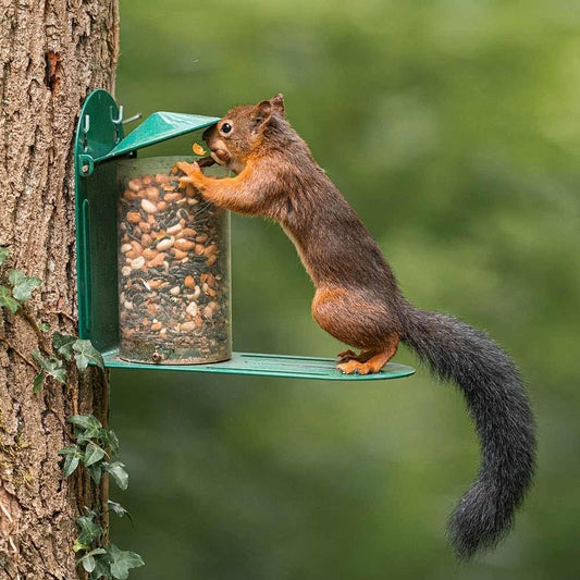 Green Metal Wild Squirrel Feeder - Garden Squirrel Feeding for Wildlif
