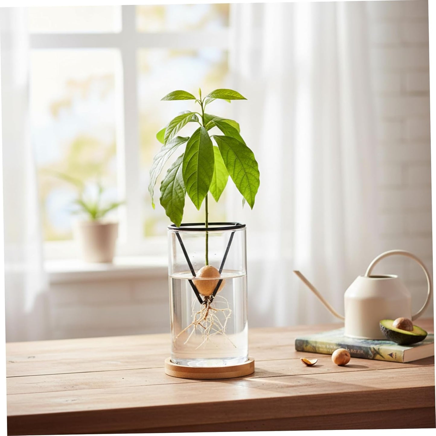 Avocado Tree Growing Kits, Avocado Growing Vase Wooden Base Seed Start