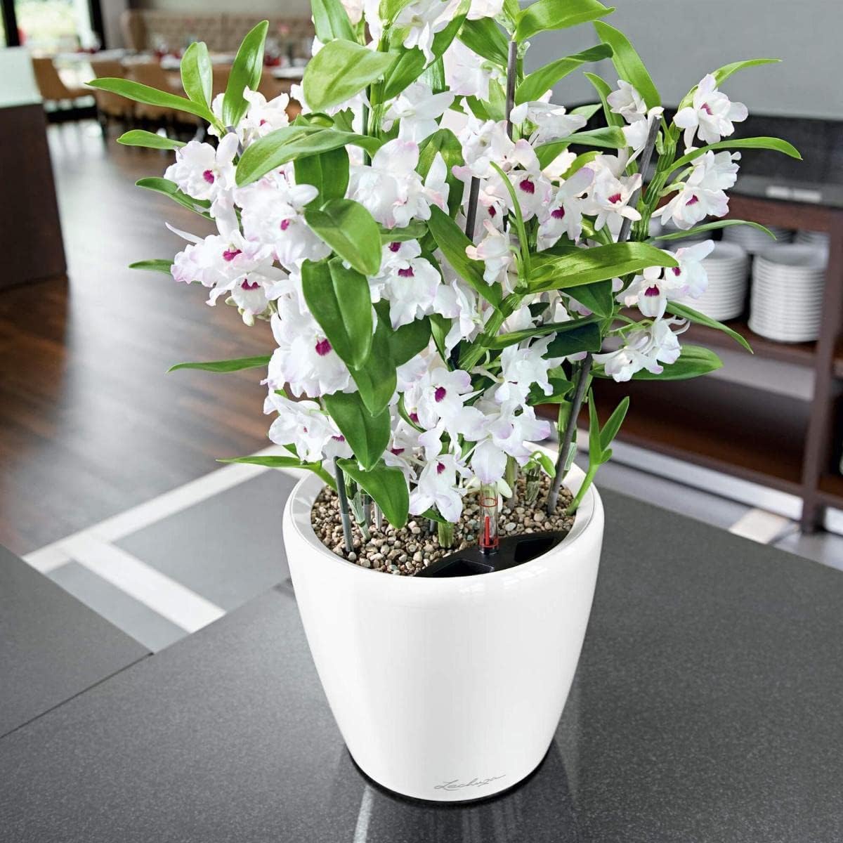 Lechuza Self Watering Plant Pot Classico 21 LS Garden Flower Indoor Ou