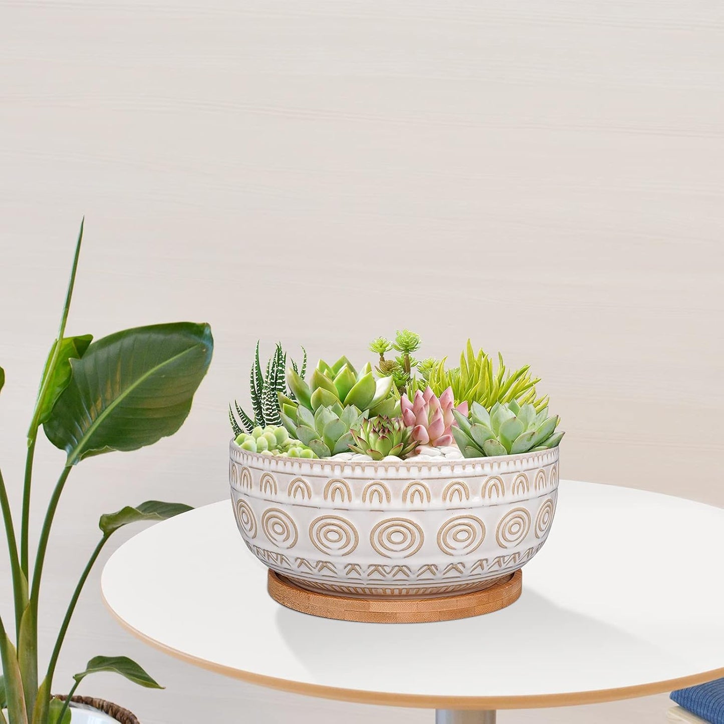 8 Inch Ceramic Succulent Planter Pot with Drainage Hole and Saucer Rou