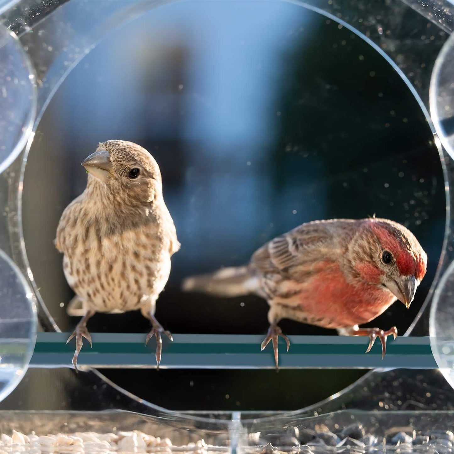 Window Bird Feeder with 4 Strong Suction Cups, Sturdy and Durable Acry