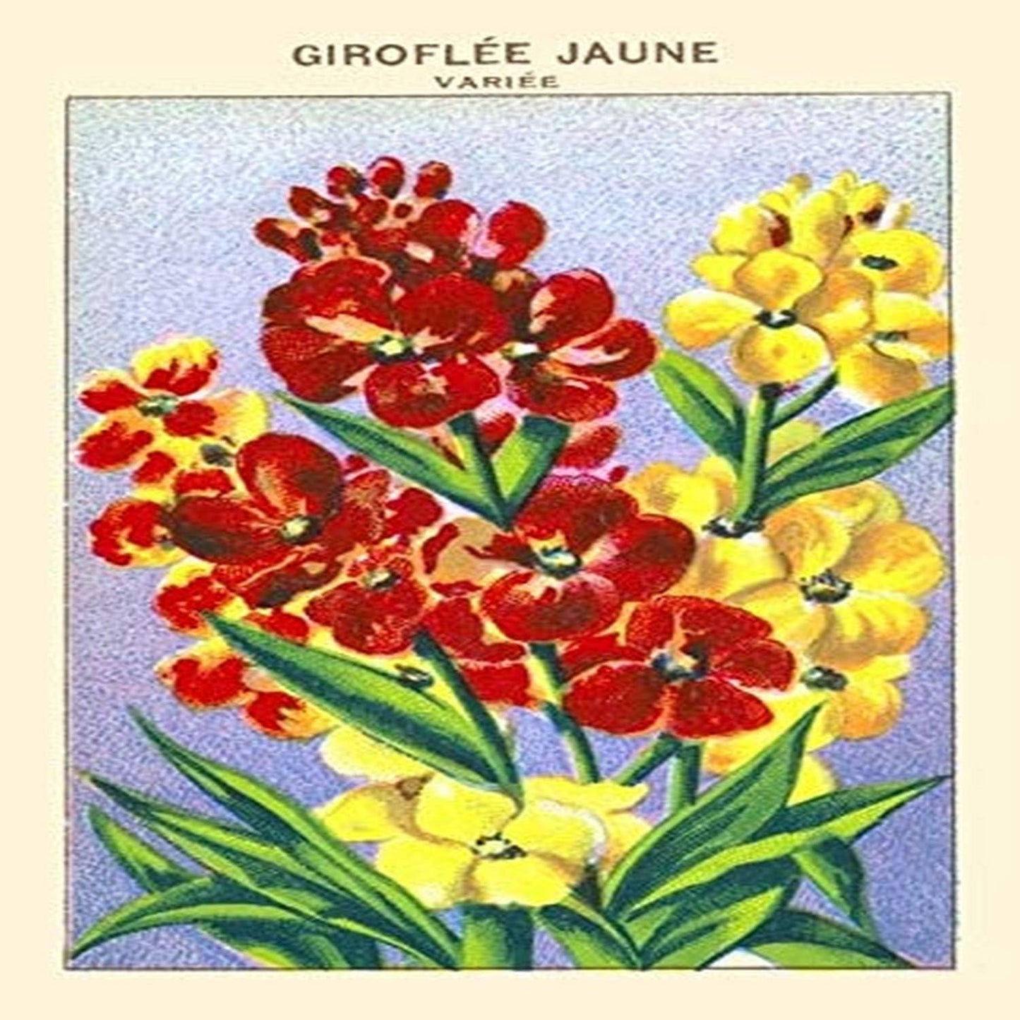 Erysimum cheiri syn Cheiranthus cheiri is a species of flowering plant in the family Brassicaceae native to Europe but widespread as an introduced species elsewhere It is also widely cultivated as a g