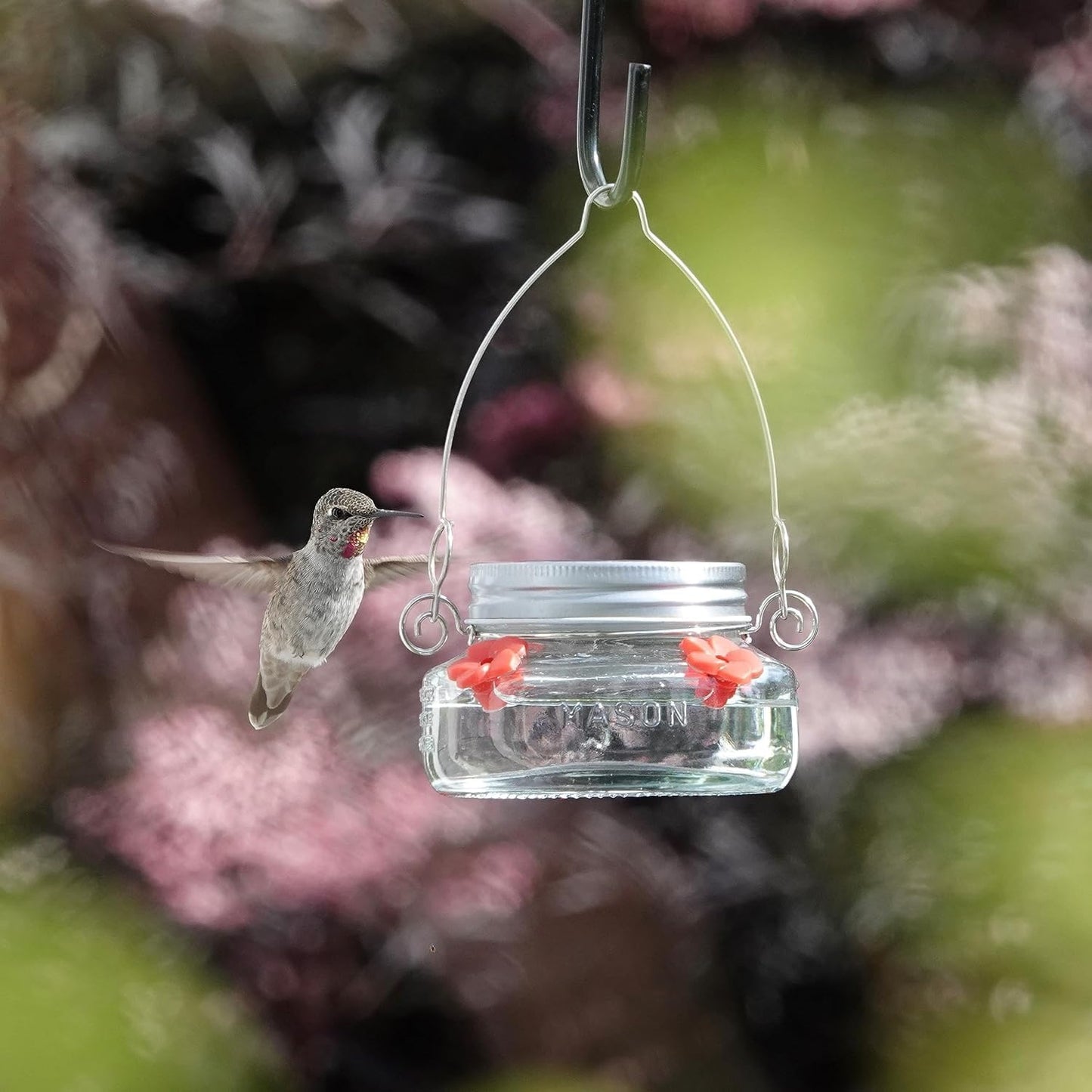 Nature's Way Bird Products MJF1 Nature's Way Mason Jar Hummingbird Dish Feeder, Clear