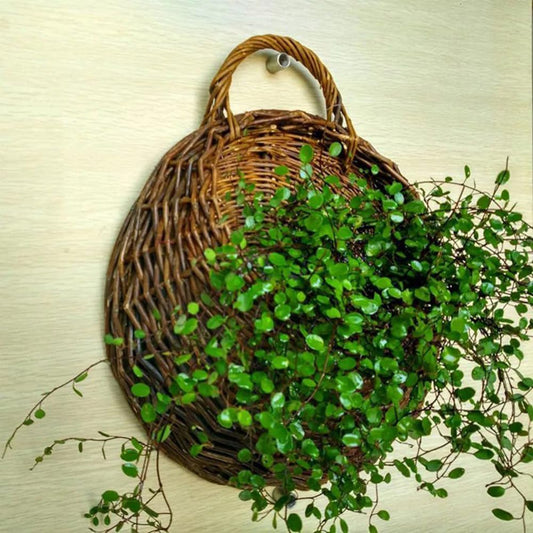 Rattan Planter, Wall Hanging Planter, Rattam Basket, Garden Pots, Wall Mount Vase for Vine Plants, Brown Color, 32x38cm