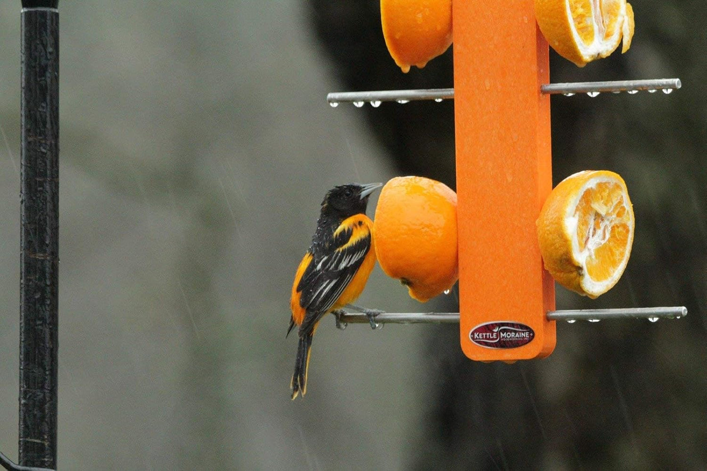 Kettle Moraine Recycled Double Oriole Orange Fruit Stick Feeder
