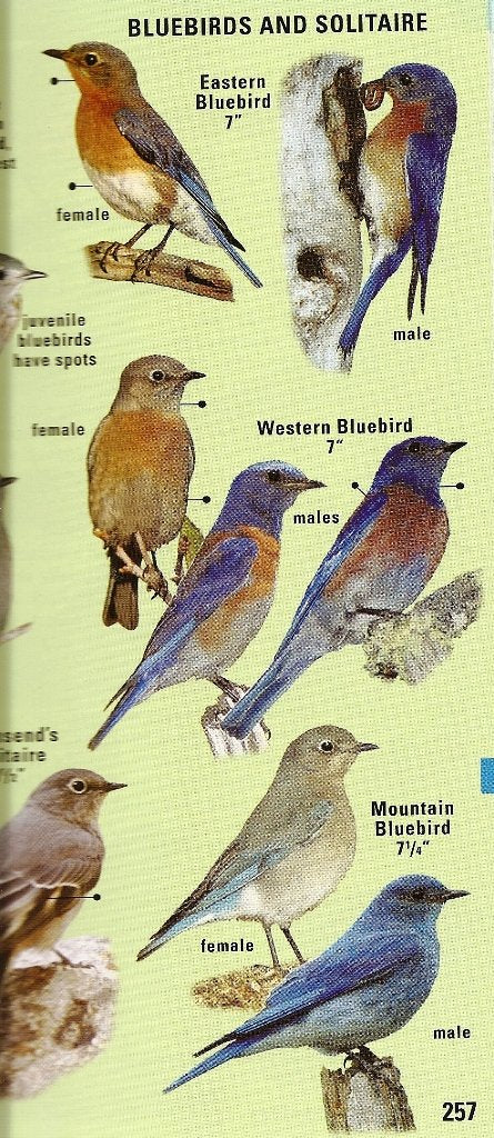 Kaufman Field Guide To Birds Of North America