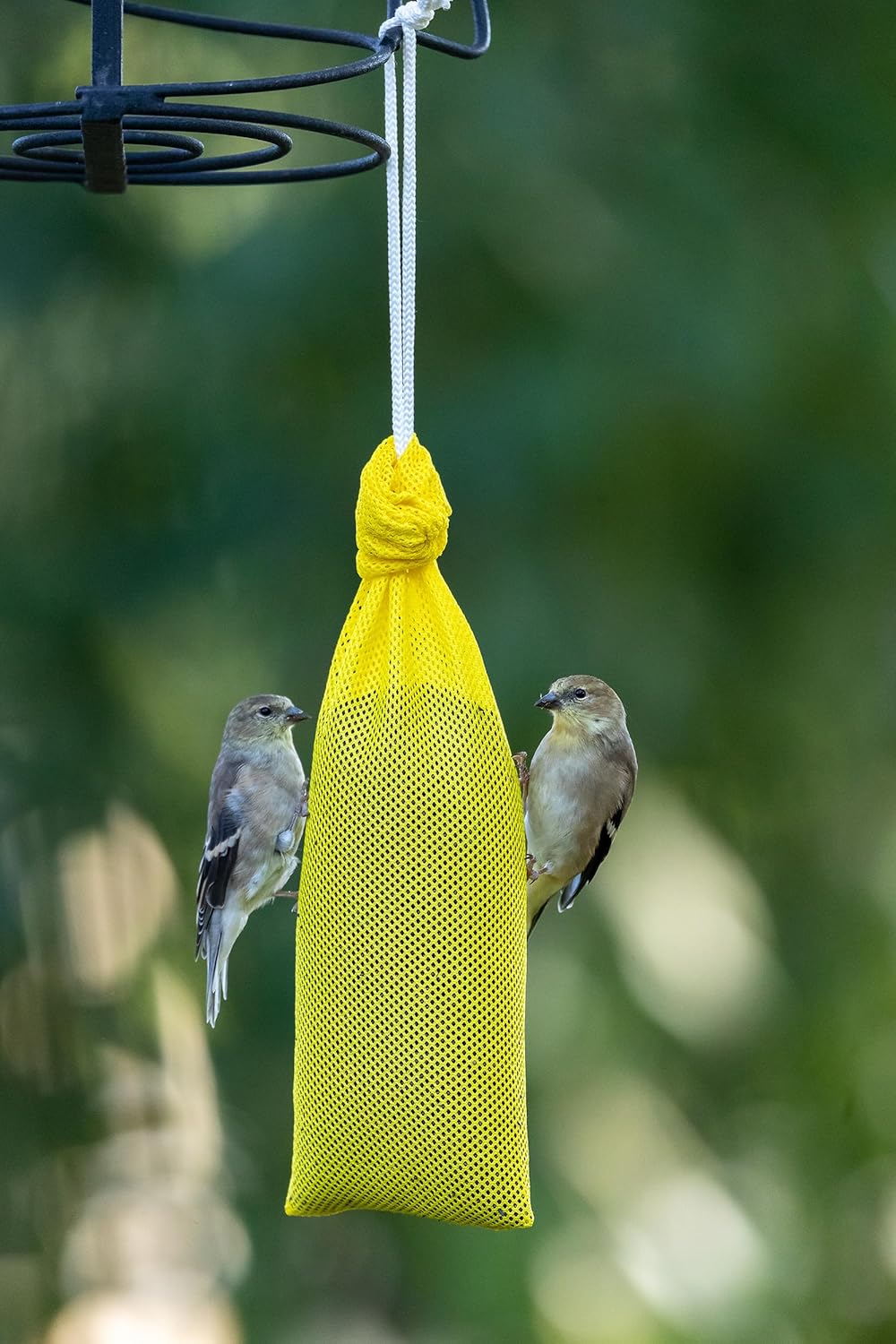 Mr. Canary All-American Finch Socks, 3CT, 17oz Capacity Each, Ready-to-Fill with Nyjer/Thistle Seed