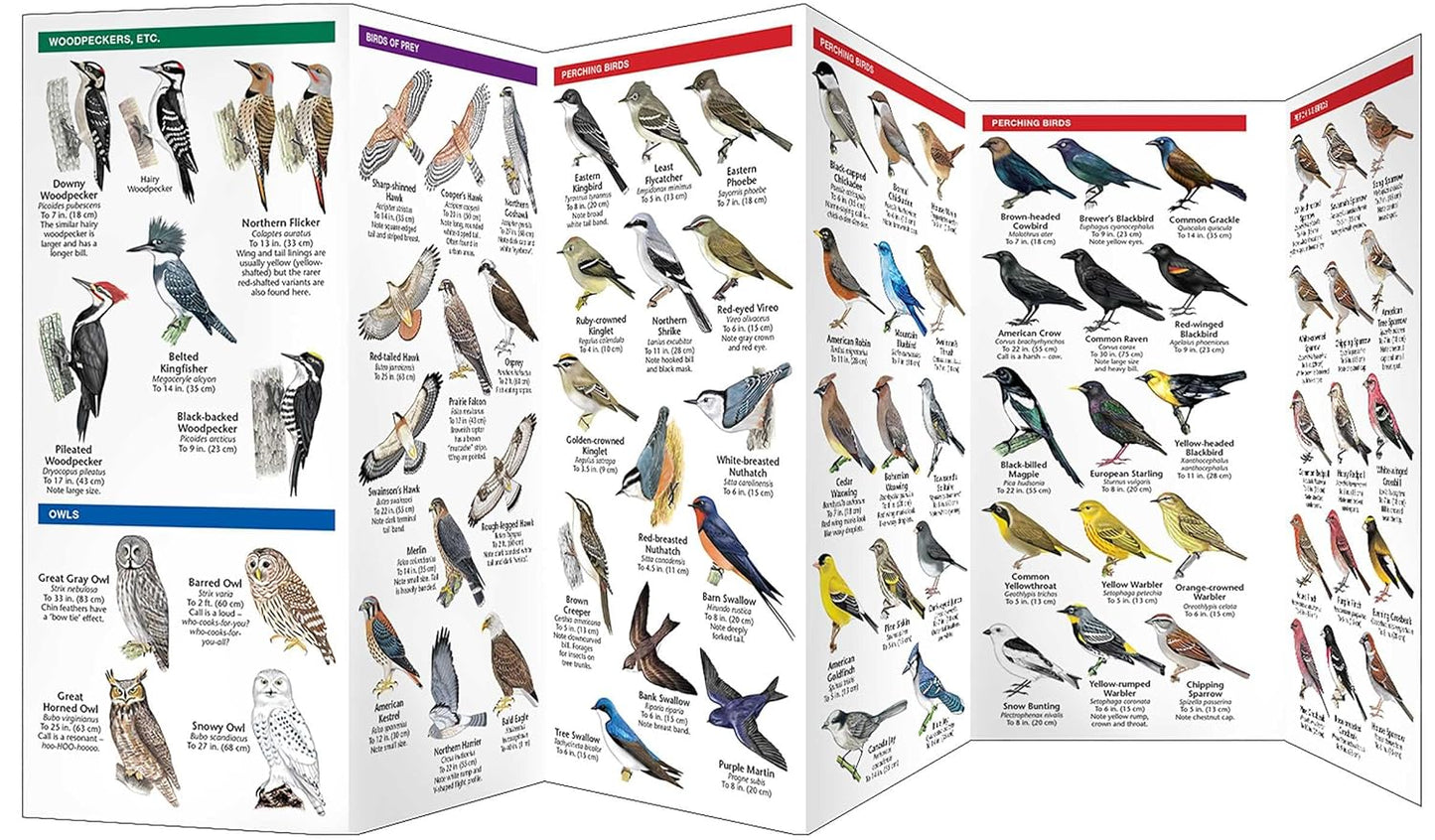 Edmonton Birds (Nature Observation North America)