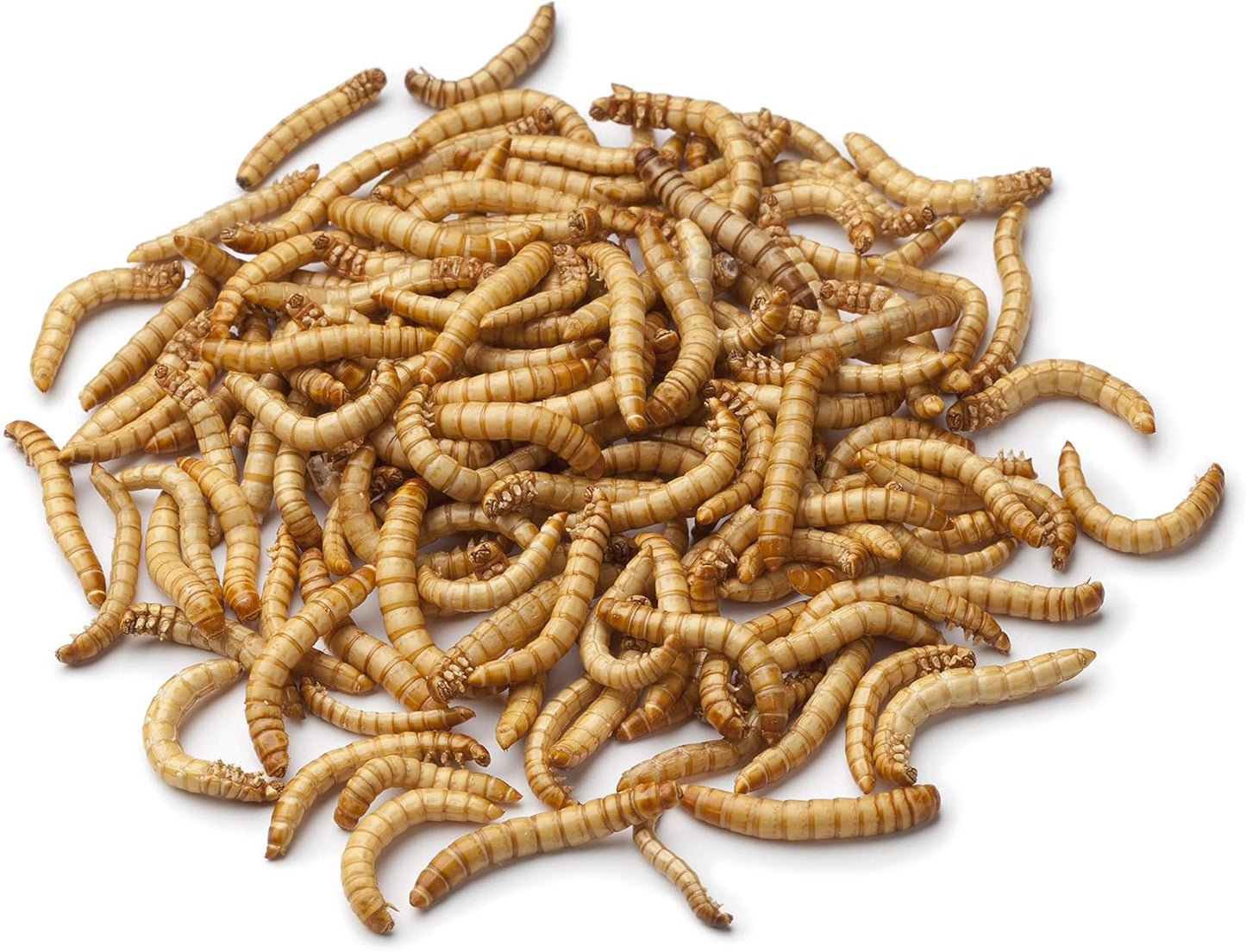 Mealworms Bird Feeder | 5 x 5 inch Powder Coated Mesh Bowl with Adjustable Stainless Steel Roof