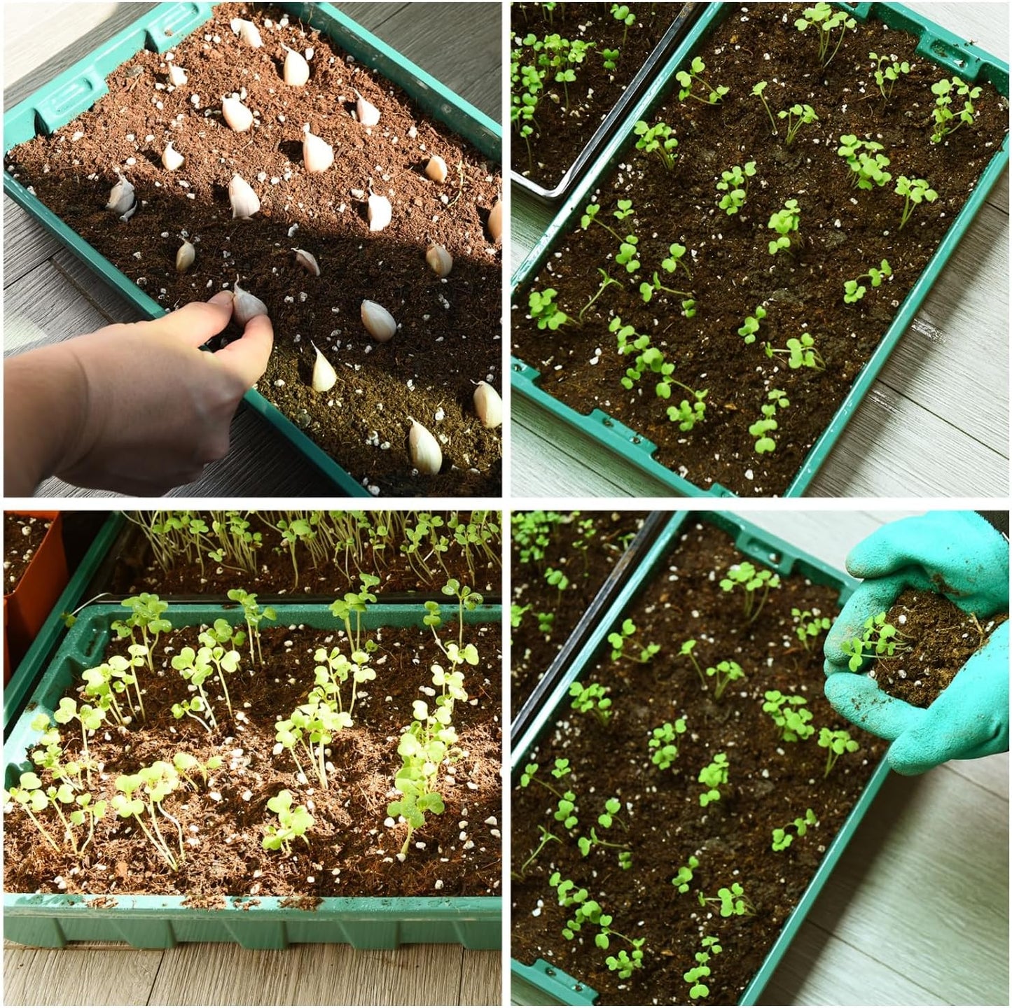 YoleShy 10 Pack Seed Starter Tray Reusable Plastic Plant Seedling Star