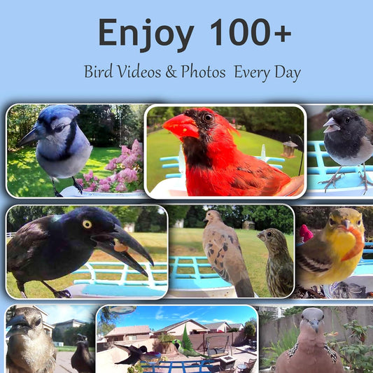 64GB Smart Bird Feeder with Camera Solar Powered, 2K 3MP HD Live Video