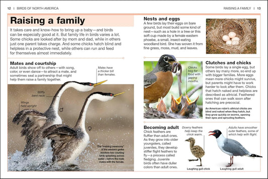 Pocket Genius Birds of North America