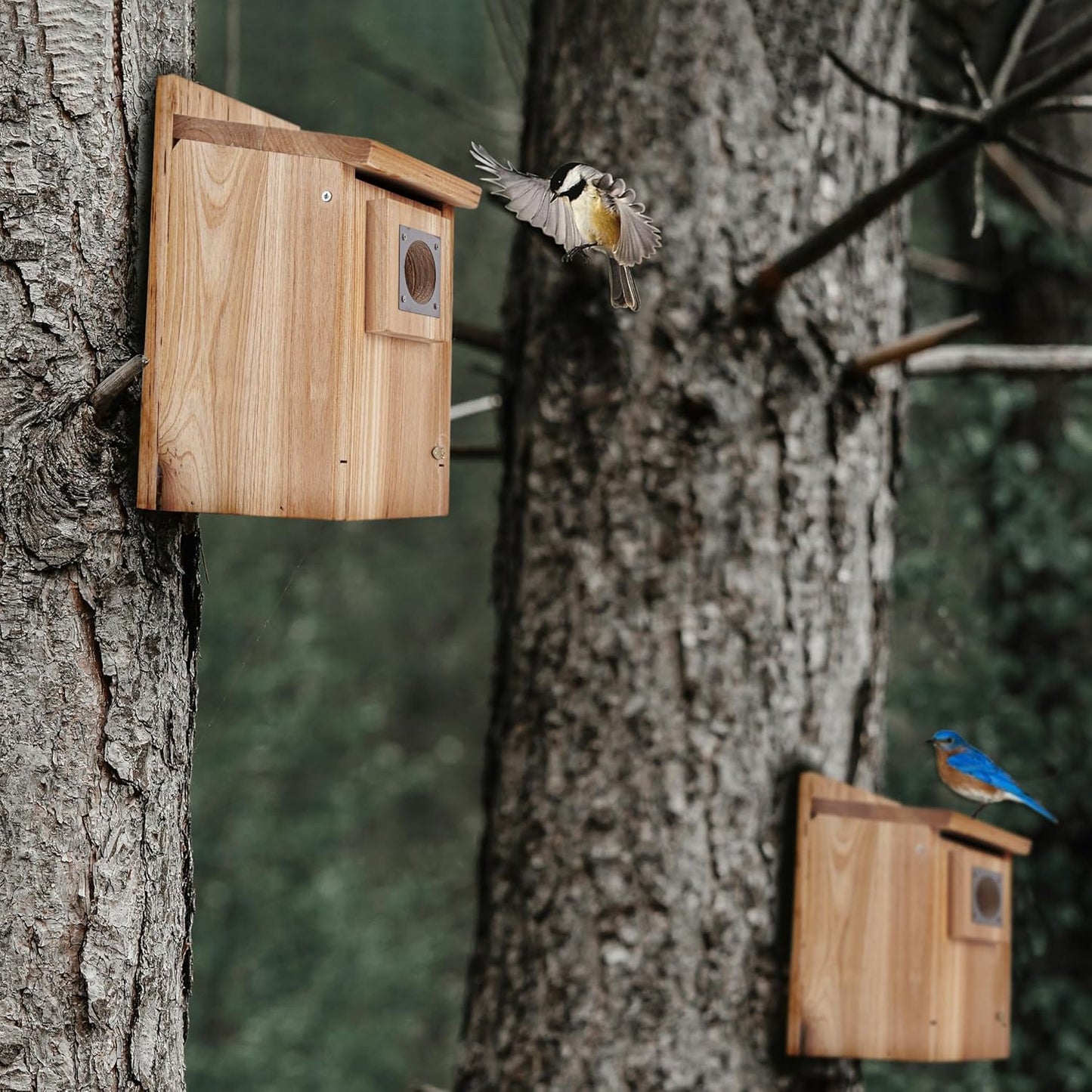 CARTMAN 0.6 Inch Thick Wood Bird Houses with Stainless Steel Guard, Hummingbird House for Outside Clearance Garden Country Cottages 2pk