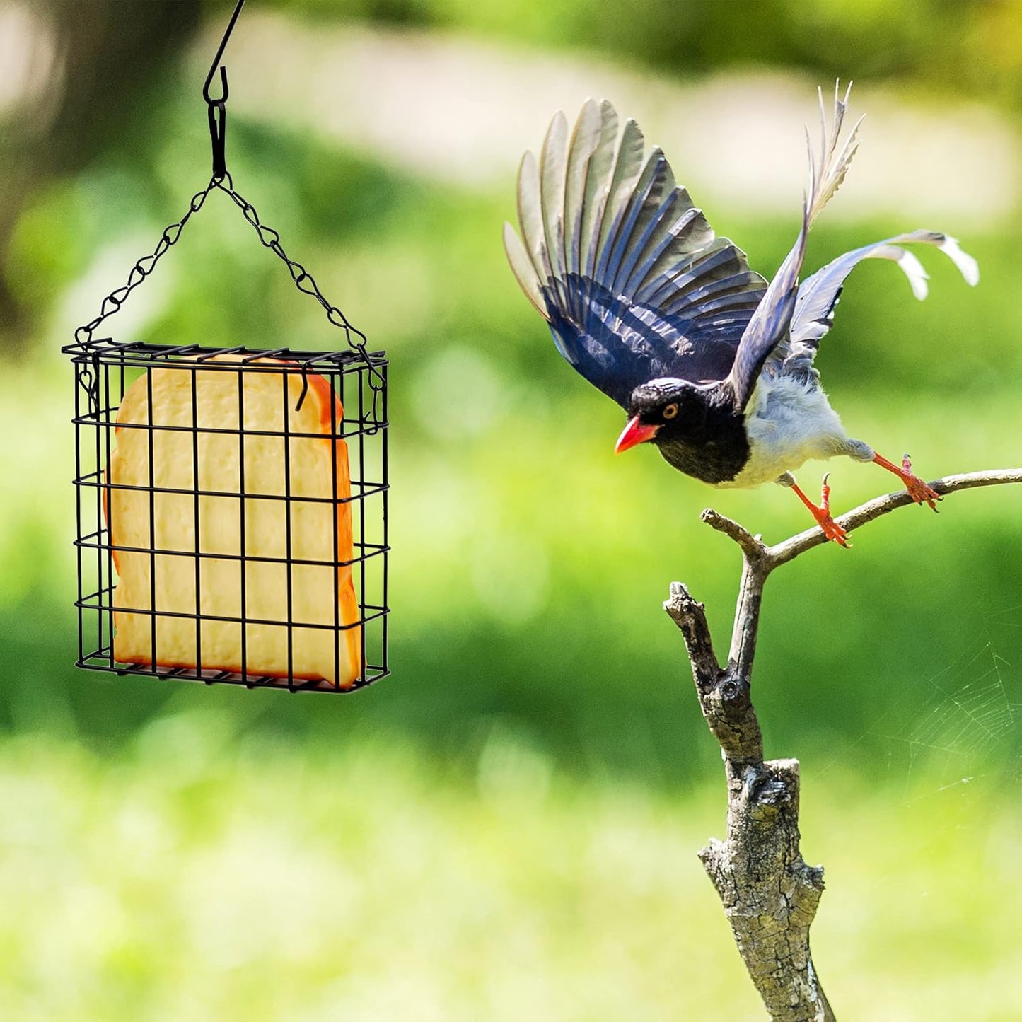 2Pcs Suet Bird Feeders, Outdoor Garden Cages for Outside Hanging, Single Suet Cake, One Suet Capacity