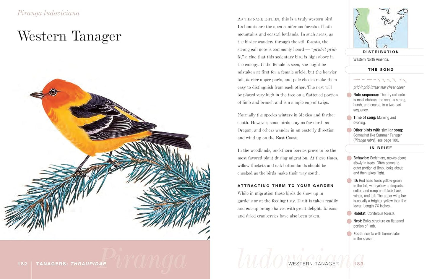 A Field Guide to Songbirds of North America: A Visual Directory of 100 of the Most Popular Songbirds