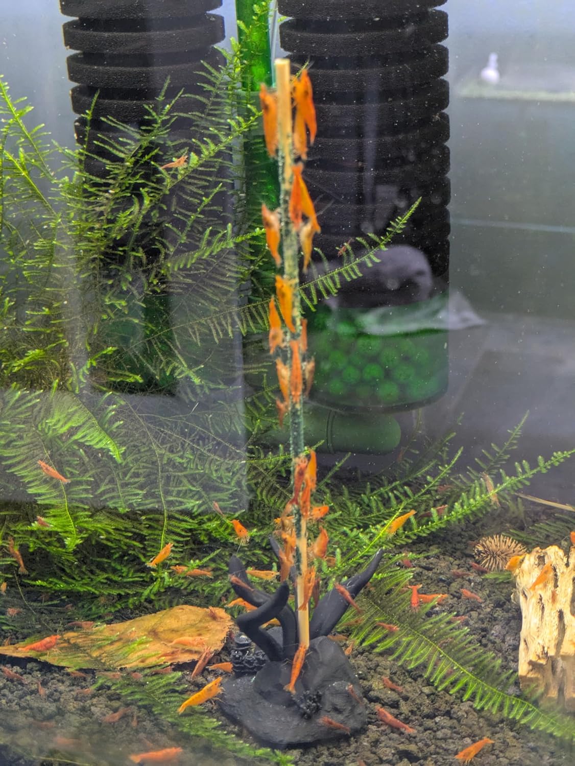 Shrimp Stix by ShrimpEnvy - Aquarium Lollies Food for Fish Snail Crab