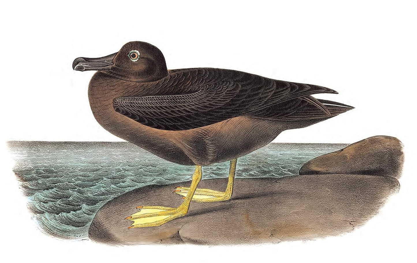 Treasury of Audubon Birds: 130 Plates from The Birds of America