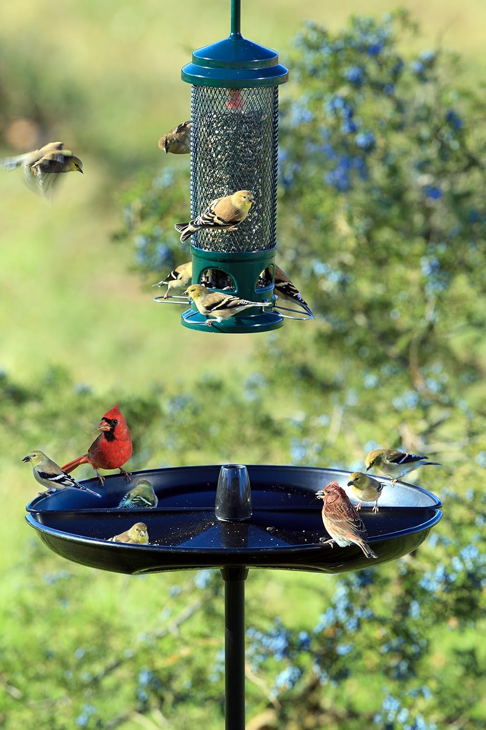 BirdsUP Bird Feeding Kit with Seed Catcher Tray and Single Pole, Reduces Fallen Seed Mess, Attracts Ground Feeding Birds, Easy to Clean Outdoor Design