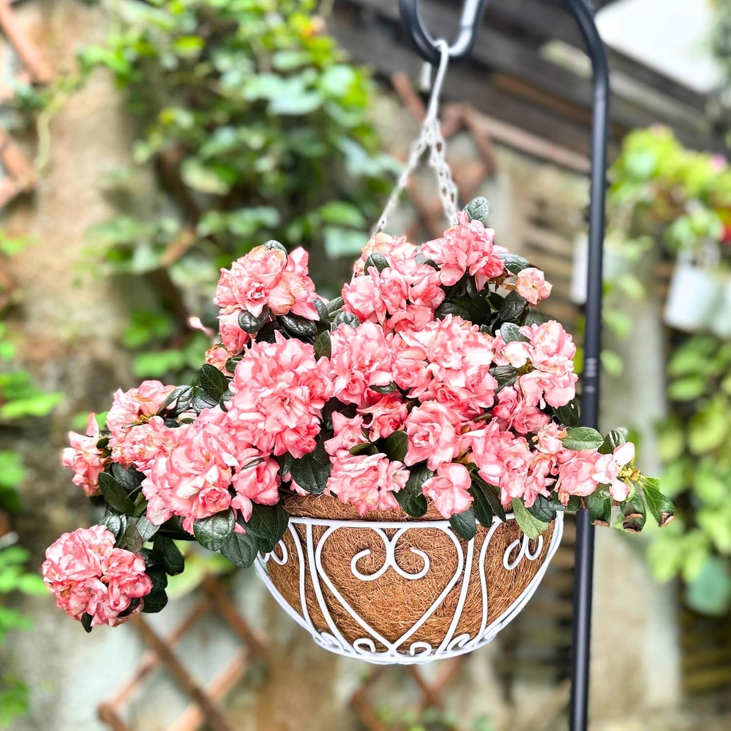 LaLaGreen Hanging Baskets for Plants (4 Pack, 16 Inch) Extra Large Hanging Flower Pot with Coco Liner White Metal Wire Round Plant Holder with Hanger Hook Chain Outdoor Patio Deck Balcony Garden Decor