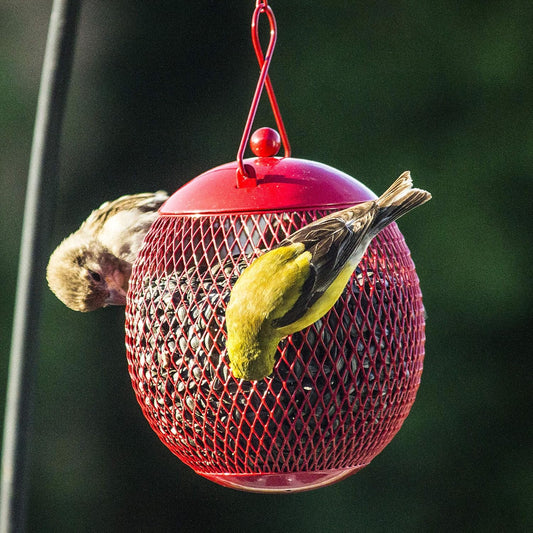 Backyard Expressions - Set of 3 Squirrel Proof Bird Feeders for Outside - Bonus Ebook and Bird Attraction Audio Included - Squirrel Resistant Bird Feeders