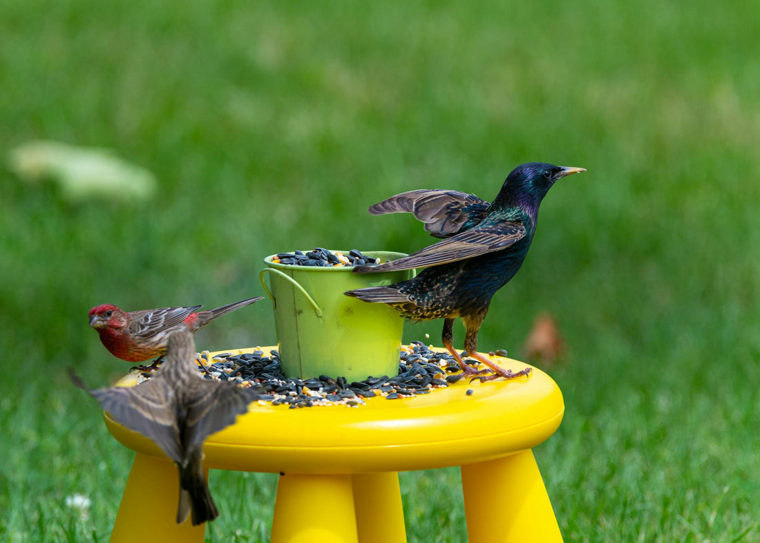 Beyond the Bird Feeder: Creative Backyard Bird Feeding 2026