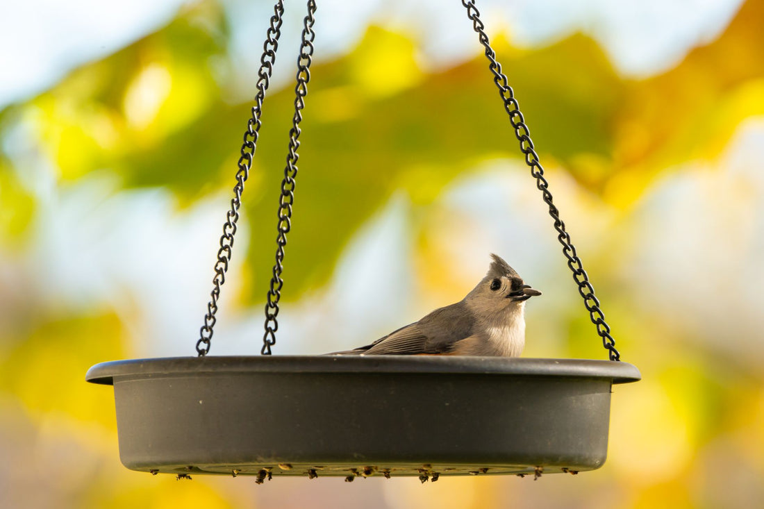 Decorating Your Backyard Aviary: Bird Paradise Tips 2026