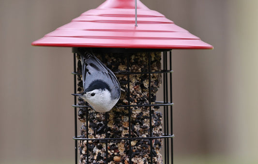 Attract More Birds: Advanced Backyard Feeding 2026