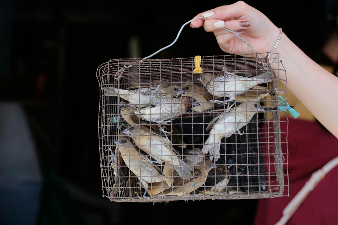 Right Birds for Your Home: A 2026 Aviary Guide