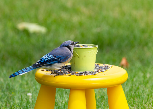 Backyard Bird Feeding Hacks: Attract More Birds, Less Mess!
