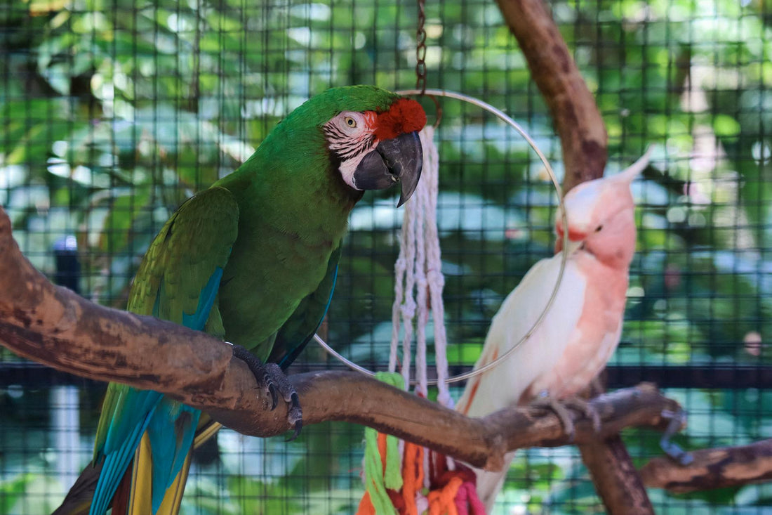 Beautiful Outdoor Aviary: Build Yours in 2026!