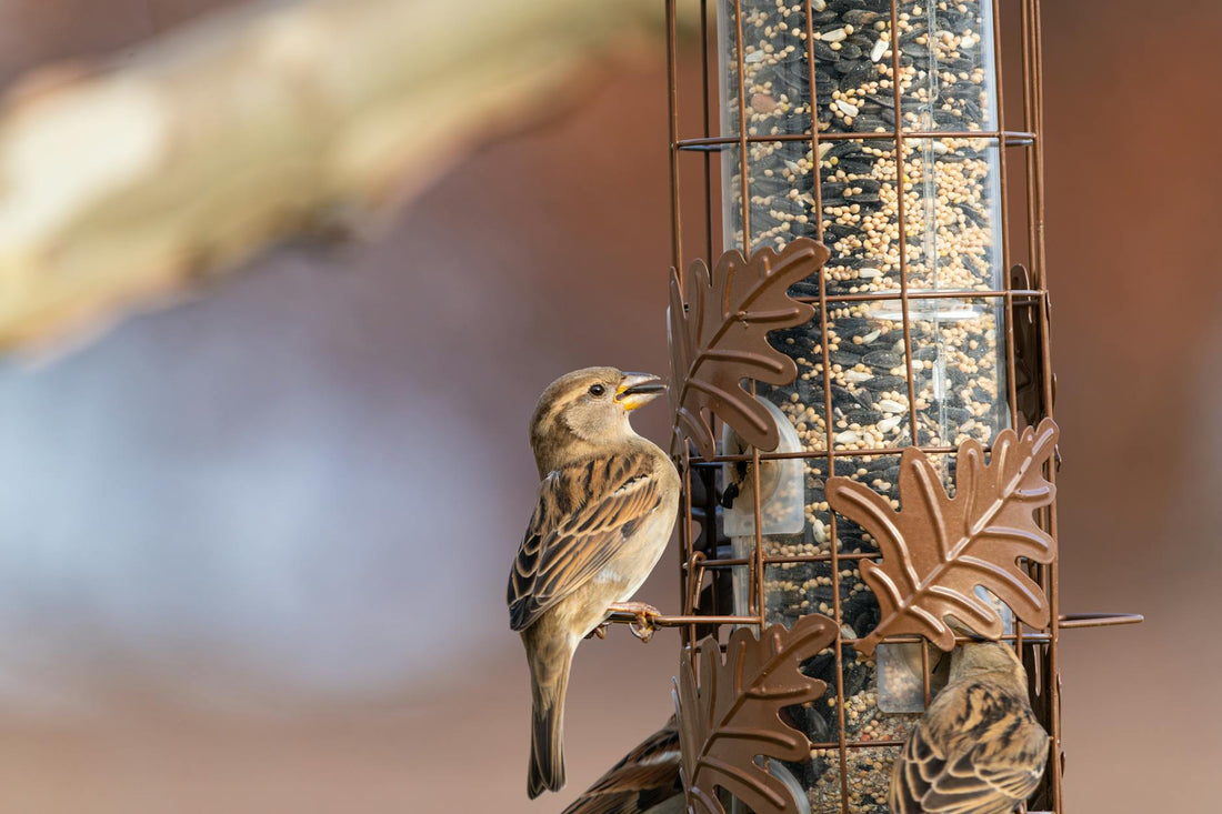Best Bird Feeder for Backyard: Ultimate 2026 Guide