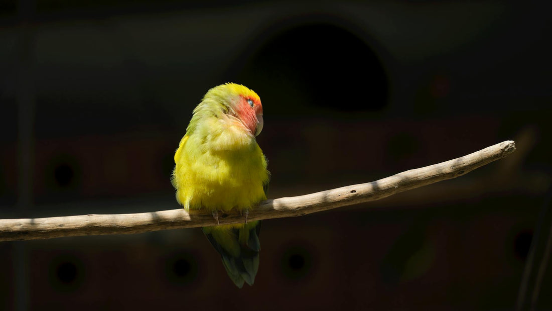 DIY Backyard Aviary Projects: Build Your Dream Bird Habitat