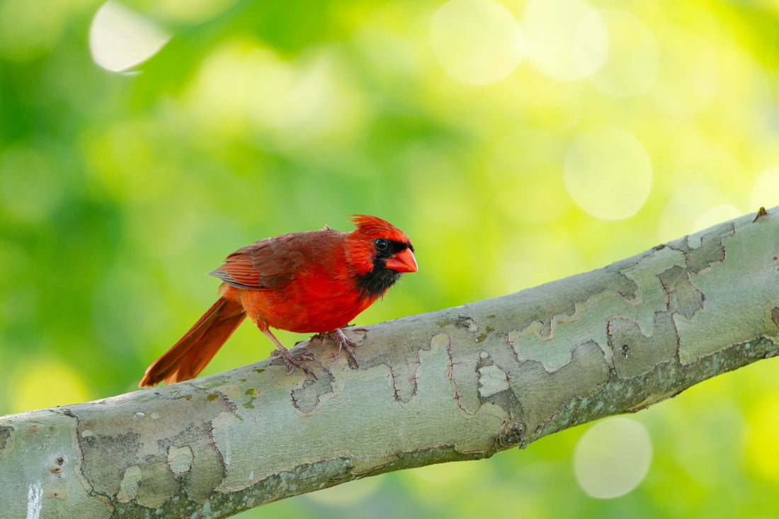 Backyard Bird Aviary Landscaping: Your Ultimate Guide 2026
