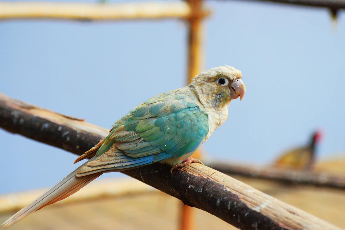 Bird Aviary Plans PDF Free Download for Parakeets