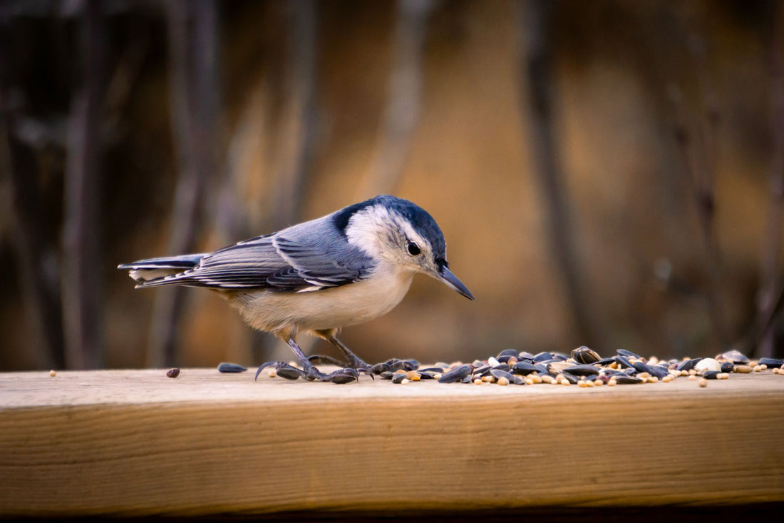 Backyard Bird Feeding Alberta: Your 2026 Guide