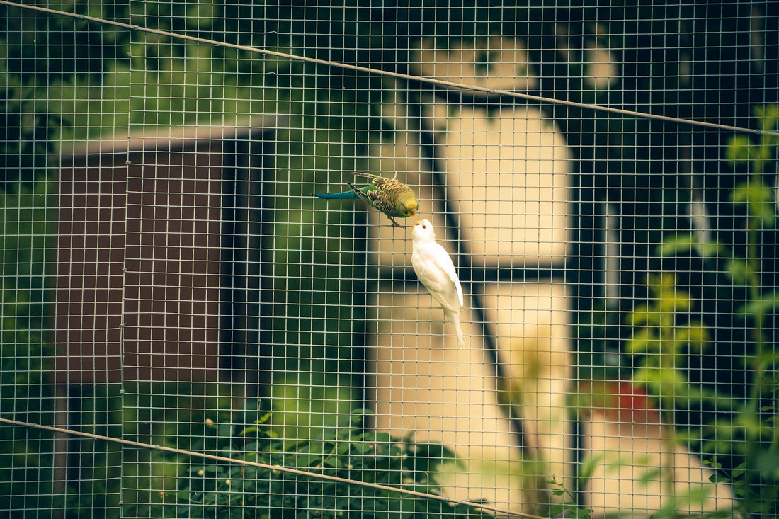 Best Outdoor Bird Aviary: Build Your Ultimate Haven