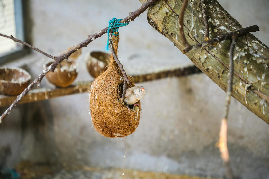 Safe and Secure Backyard Aviary: Your Bird's Haven in 2026