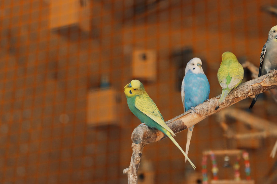 Bird Cages vs Backyard Aviaries: Your 2026 Guide