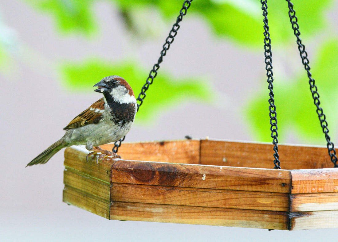 Backyard Aviary Ideas: Best Designs for American Homes 2026