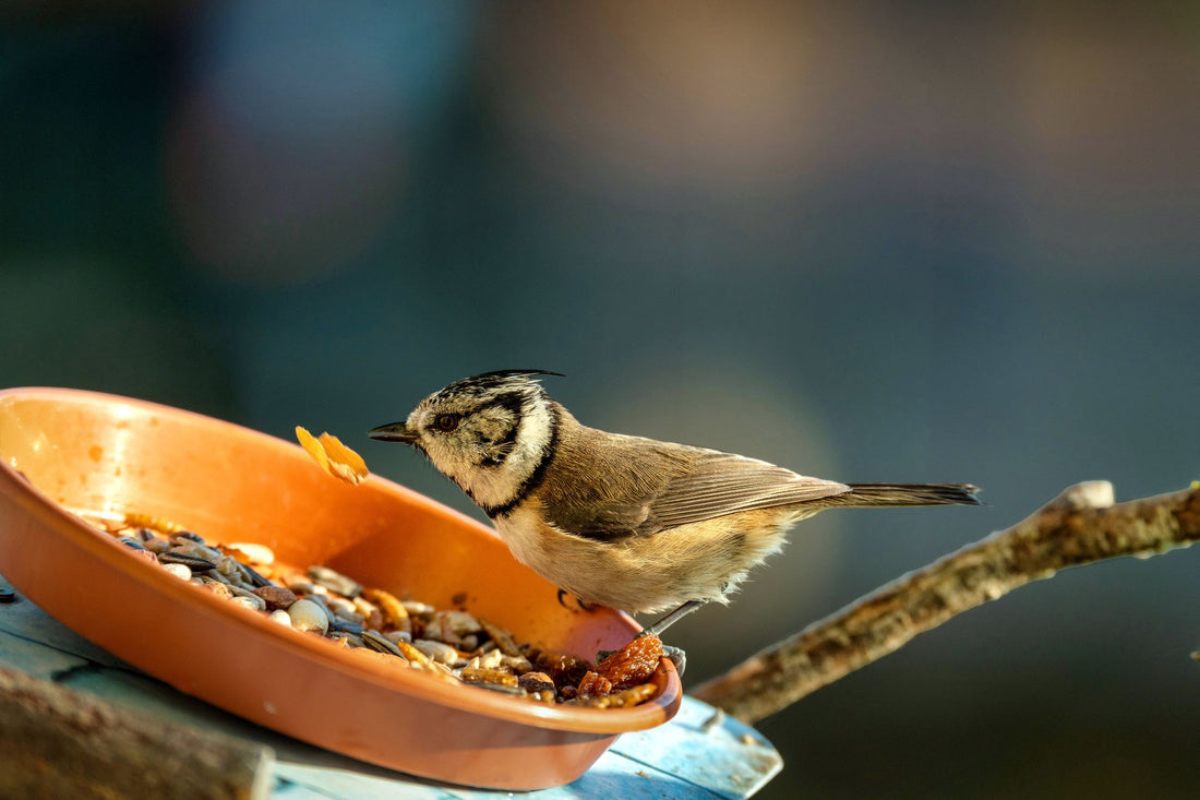 Backyard Aviaries Happy Healthy: Top Picks for 2026