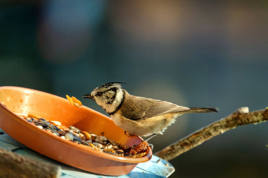 Backyard Aviaries Happy Healthy: Top Picks for 2026