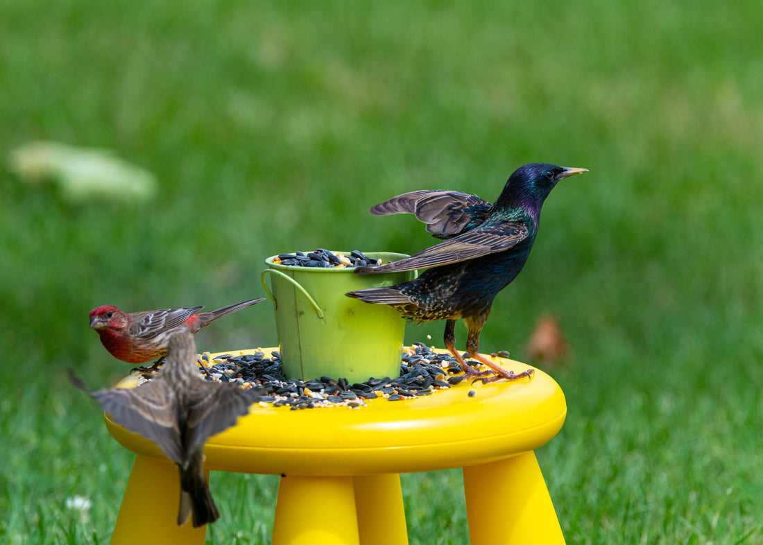 Successful Backyard Bird Feeding: Attract US Birds in 2026